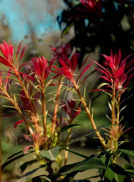istock Amazing colorful Spring flowers in nature 1128956793