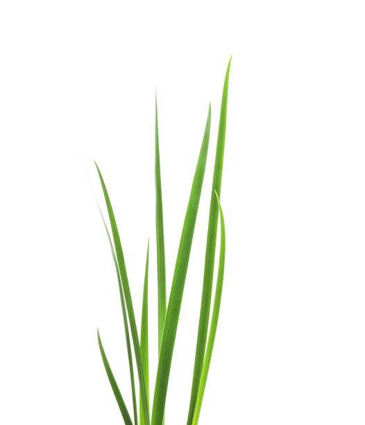 istock Bunch of green grass. 1128956870