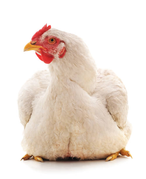 un pollo bianco. - chicken isolated poultry animal foto e immagini stock