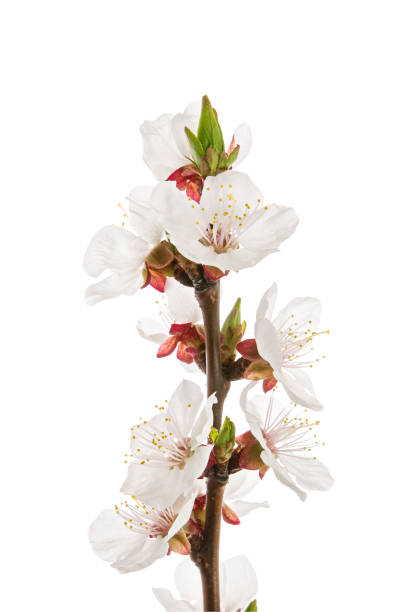 istock Spring apricot flowers on branch isolated on white background. 1128959272