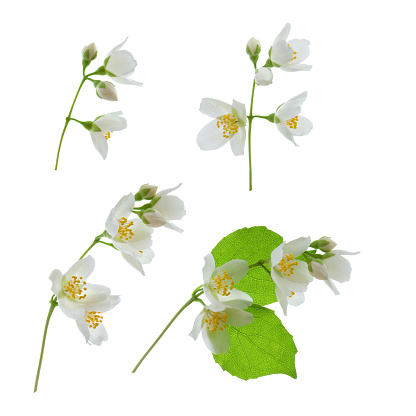 Set of blossoming Jasmine flower. Spring Jasmine flowers on a branch with green leaves isolated on white background.