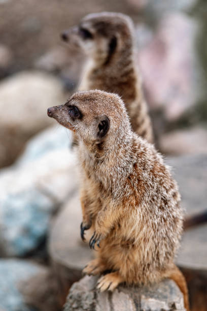istock meerkats pose for a photo 1128959487