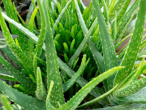 istock aloe vera plant leaves 1128960074