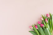 Spring tulip flowers on pink background, top view and flat lay style. Greeting for Women's and Mothers Day.