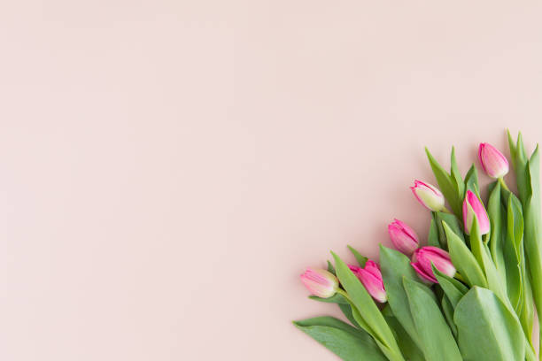 весенние цветы тюльпана на розовом фоне, вид сверху и плоский стиль заложить. приветствие в день женщин и матерей. - tulip bouquet стоковые фото и изображения