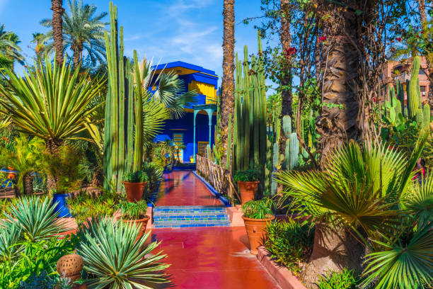 tropical garden at le jardin majorelle - marrakech imagens e fotografias de stock