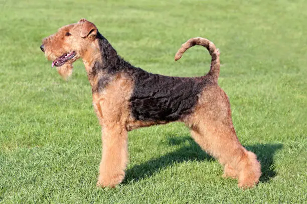 Photo of The typical portrait of Airedale Terrier