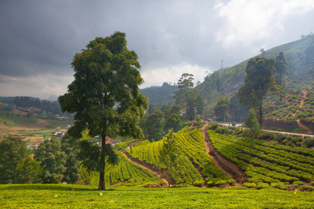istock Nuwara Eliya tea plantation in Sri Lanka. 1128962300