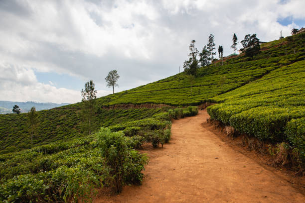 istock Nuwara Eliya tea plantation in Sri Lanka. 1128963108