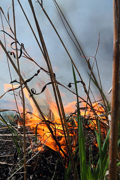 fogo-da-pradaria - nebraska midwest usa farm prairie imagens e fotografias de stock