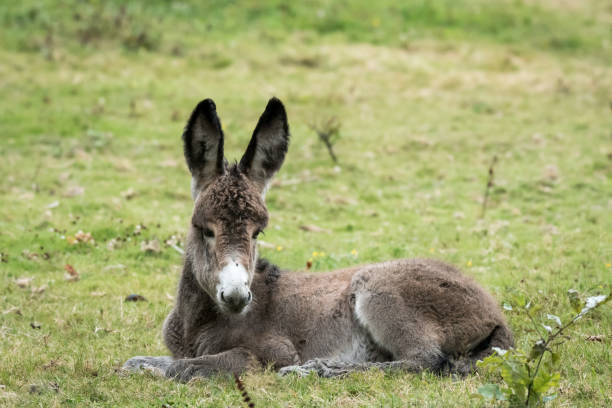 istock A young donkey lying in a green pasture 1128964569