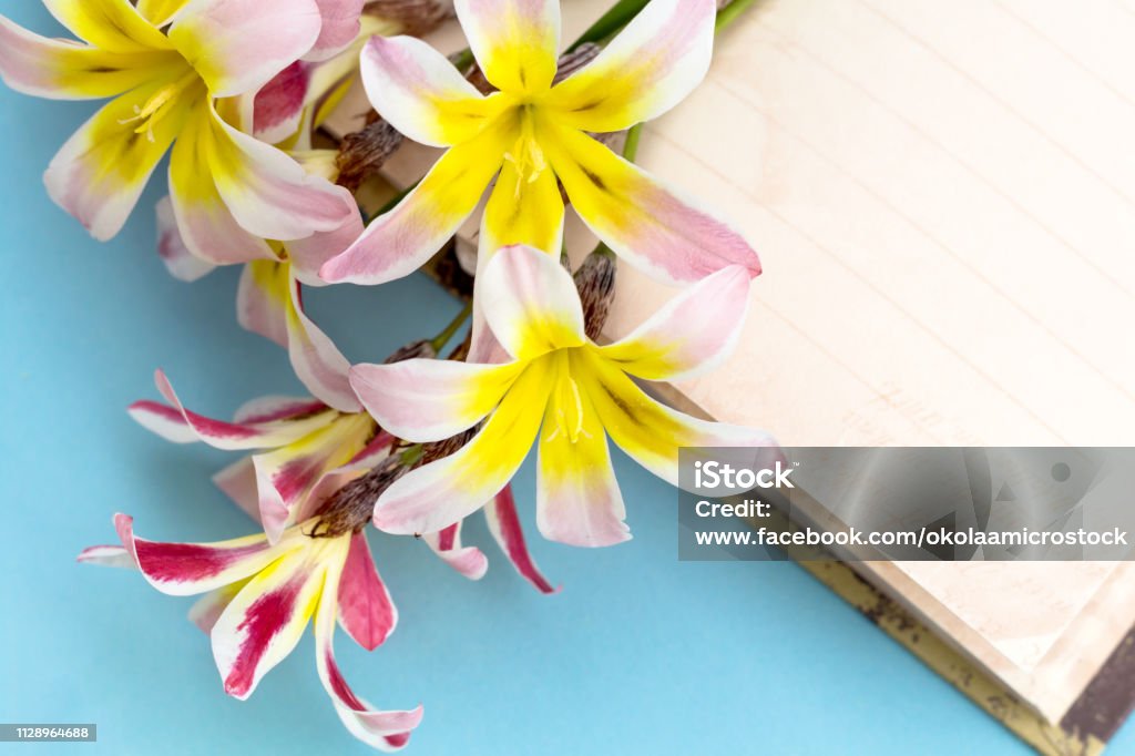 Spring Open Diary Colorful Spring Flowers With Blank Open Diary For Text On Light Blue ...