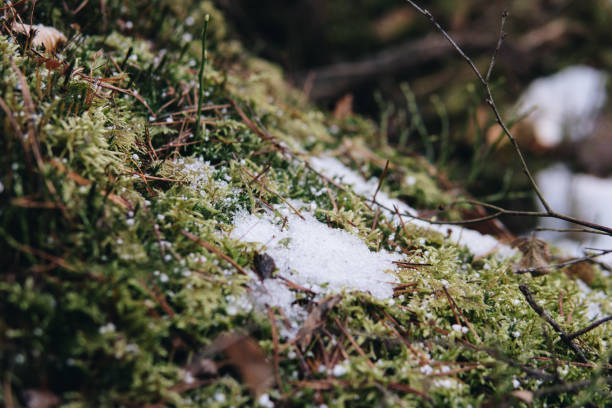 istock detail of moss in a forest during early spring 1128965768