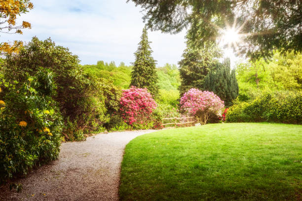 istock Spring green park with blooming rhododendron 1128966391