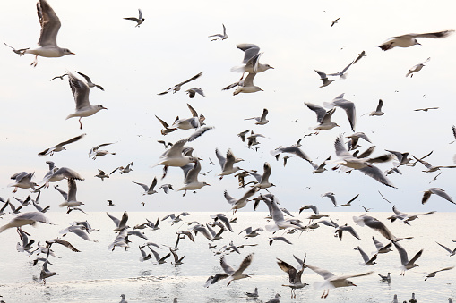 Wild seagull birds flying