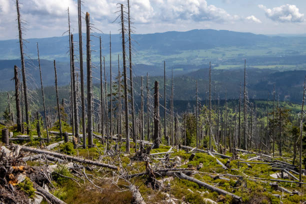 umgebung beschädigte bäume im böhmerwald - pilze wald deutschland stock-fotos und bilder