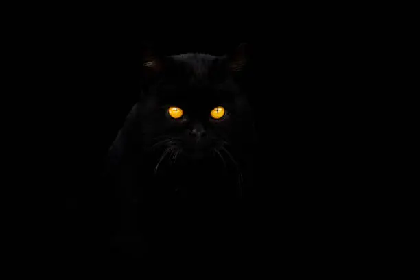 black cat on black background, mystical animal, pet