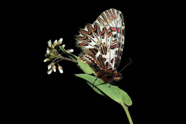 istock Southern Festoon , butterfly 1128969559