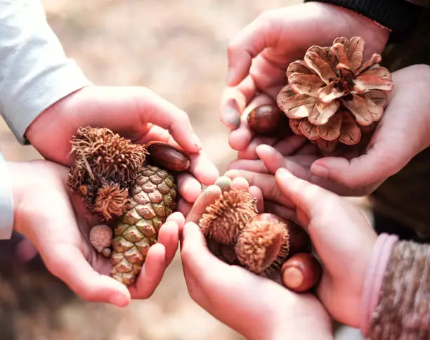 Photo of View above children hand holding forest fruit