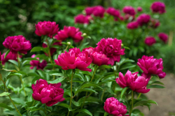 istock Red peonies in the garden. Blooming red peony. 1128969639
