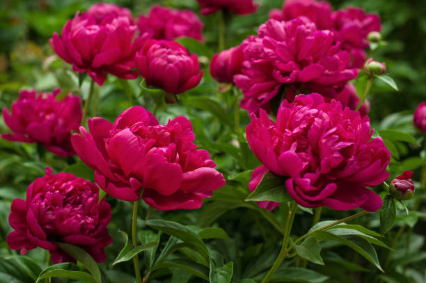 istock Red peonies in the garden. Blooming red peony. 1128969683