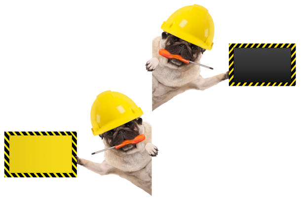 istock frolic mechanic construction worker pug dog with constructor helmet, holding orange screwdriver and blank yellow and black sign board 1128971127