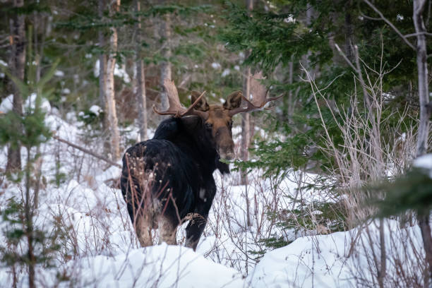 Maine North woods
