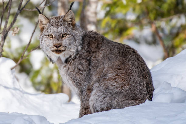 istock Bobcat sitting in snow during winter 1128971814
