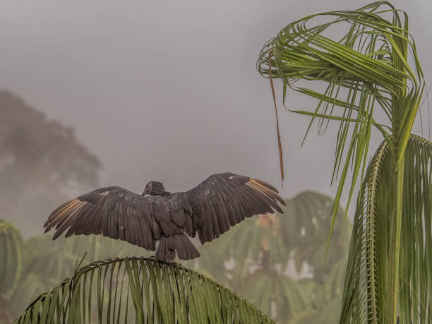 Black vulture Black vulture, with outstretched wings, on the jungle palm tree in the Amazon. Brazil. Latin America. Also known as the American black vulture, is a bird in the New World vulture family, Coragyps atratus american black vulture photos stock pictures, royalty-free photos & images