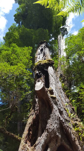120-letnie drzewo w lesie - south carolina zdjęcia i obrazy z banku zdjęć