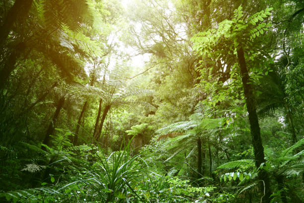 istock Canopy of jungle 1128973315