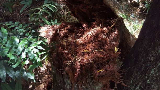120-letnie drzewo w lesie - south carolina obrazy zdjęcia i obrazy z banku zdjęć