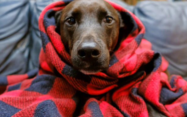 istock Dog in buffalo plaid blanket for warmth during cold winter. 1128976108