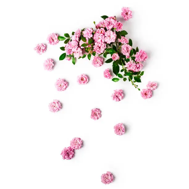 Composition of pink rose flowers and leaves isolated on white background clipping path included. Floral frame and design element. Top view, flat lay