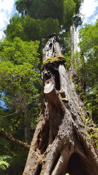 120-letnie drzewo w lesie - south carolina zdjęcia i obrazy z banku zdjęć