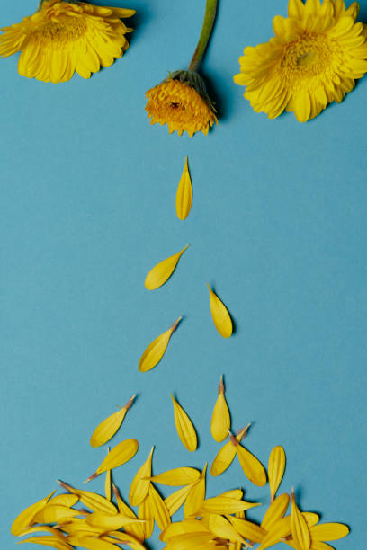 istock Chrysanthemum yellow flowers and falling petals 1128976409