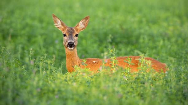 Roe deer doe standing out on clover field in summer