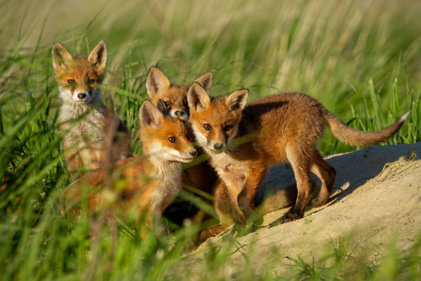 istock Red fox small young cubs near den curiously watching around. 1128979154