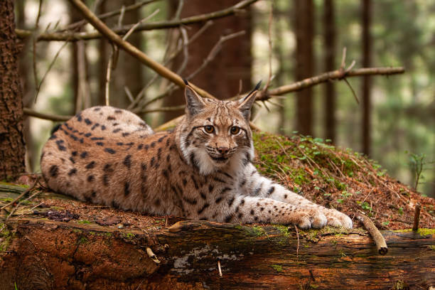 istock Eurasian lynx laying on fallen tree in autumn forest with blurred background. 1128979193