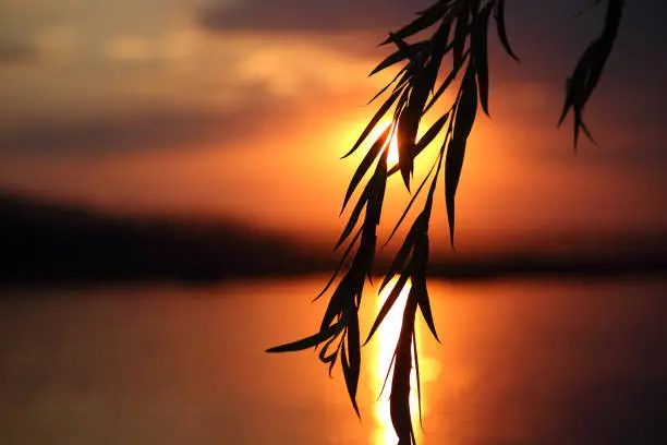 Branch of willow against the background of a sunset or sunrise, dramatic sky, colorful background. Selective focus.