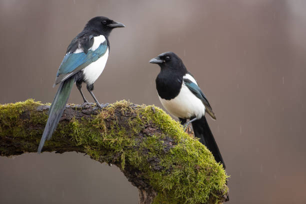 Two Eurasian Magpies on moss covered branch in winter stock photo