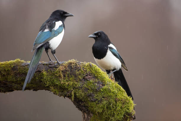 duas pegas da eurásia em musgo coberto filial no inverno - photography tree perching animals in the wild - fotografias e filmes do acervo