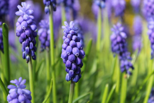 istock group of blue grape hyacinths closeup in spring 1128979699