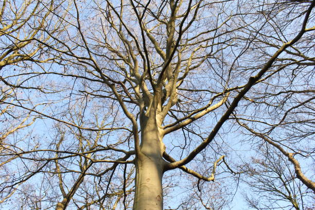 istock a large tree with branches closeup and a blue sky background 1128979741