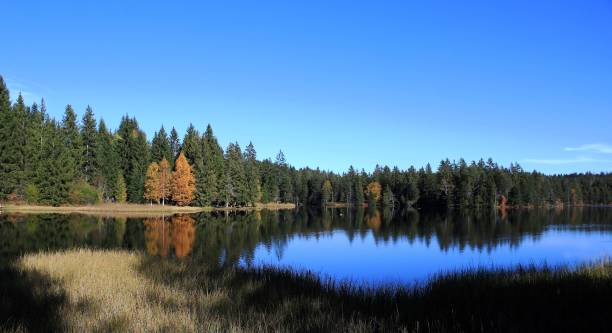istock Lakeshore In Autumn 1128980897