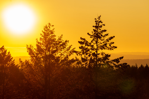 The sun starts its radiant descent amongst mountain ranges and evergreen forests. Two trees are in the foreground as the glow moves from the left to right side of frame.