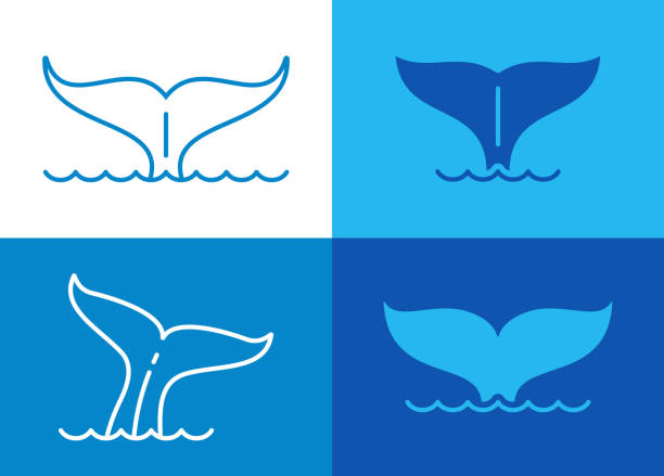 Whale Tails Whale marine mammal tails in the ocean line drawing blue illustrations symbols. whale stock illustrations