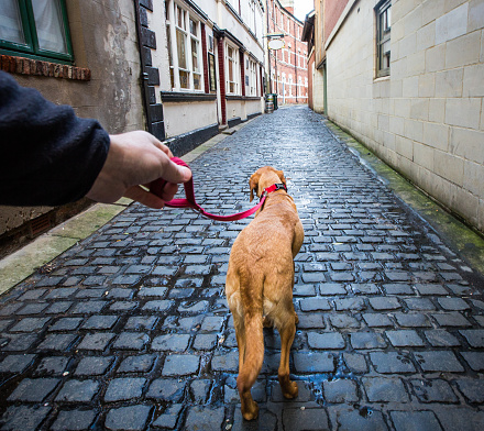 A point of view image of a dog walker taking his pet Labrador retriever for a walk on a lead along a cobbled street in an urban environment