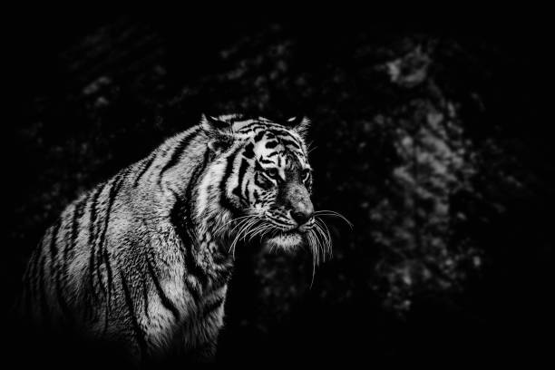 istock black and white tiger on a blurried background 1128983752