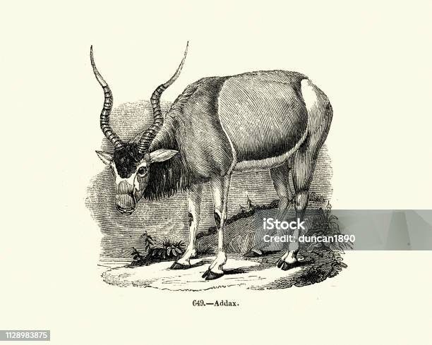 Nature Antelope Addax Stock Illustration - Download Image Now - Addax,  Animal, Animal Body Part - iStock